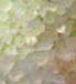 (image for) Light Belgian Candy Sugar 1 lb